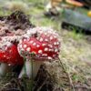 Оказание первой помощи при отравлении ядовитыми грибами