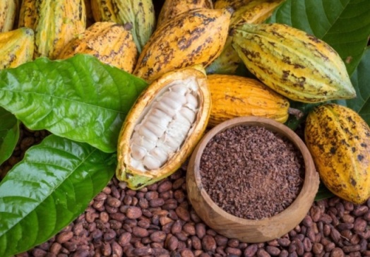 Польза какао для здоровья мужчин